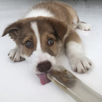 The Comfort Bone by PupToys