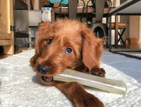 The Comfort Bone by PupToys