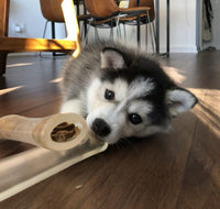 Husky with comfort bone by PupToys
