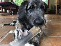 comfort-bone-in-mouth by puptoys